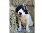 Adopt Howie a White - with Black Retriever (Unknown Type) / Great Pyrenees dog