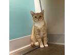 Adopt Tangerine a Orange or Red Domestic Shorthair / Domestic Shorthair / Mixed