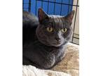 Adopt Smokey(Buford) a Gray or Blue Domestic Shorthair / Mixed (short coat) cat