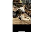 Adopt Unknown a White - with Tan, Yellow or Fawn Siberian Husky / German