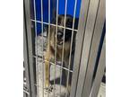 Adopt Precious a Brown/Chocolate German Shepherd Dog dog in Whiteville