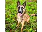 Adopt Mila a Red/Golden/Orange/Chestnut - with White German Shepherd Dog /