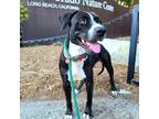 Adopt Moonpie a Black - with White American Pit Bull Terrier / Mixed dog in