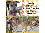 Adopt 2023-10-110 *Honey* a Labrador Retriever / Mixed dog in Winder