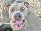 Adopt Barry a Gray/Blue/Silver/Salt & Pepper Mixed Breed (Large) / Mixed dog in