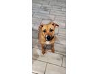 Adopt Luna a Tan/Yellow/Fawn Black Mouth Cur / German Shepherd Dog dog in