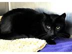 Adopt 655841 a All Black Domestic Shorthair / Domestic Shorthair / Mixed cat in