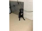 Adopt Bluebell a Black Great Dane / Mixed dog in Fort Worth, TX (39709939)