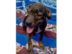 Adopt Harley a Brindle - with White Plott Hound / Black and Tan Coonhound /