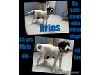 Adopt Aries a White - with Black English Pointer / Norfolk Terrier / Mixed dog