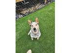 Adopt Mojo a Merle Blue Heeler / Mixed dog in Richmond, KY (39708099)