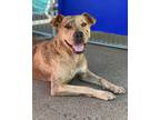 Adopt Elsa a Brindle American Pit Bull Terrier / Mixed Breed (Medium) / Mixed