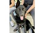 Adopt Yogi a Black Labrador Retriever / German Shepherd Dog / Mixed dog in