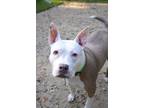 Adopt Scarlett a Gray/Silver/Salt & Pepper - with White Terrier (Unknown Type