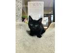 Adopt Morfin Gaunt a All Black Domestic Shorthair / Domestic Shorthair / Mixed