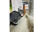 Adopt Thestral a Tan or Fawn Domestic Shorthair / Domestic Shorthair / Mixed cat