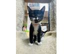 Adopt Cornish Pixie a All Black Domestic Shorthair / Domestic Shorthair / Mixed