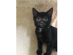 Adopt Marvolo Gaunt a All Black Domestic Shorthair / Domestic Shorthair / Mixed