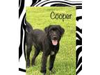 Adopt Cooper a Black - with Brown, Red, Golden, Orange or Chestnut Pointer /