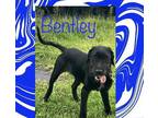 Adopt Bentley a Black - with Brown, Red, Golden, Orange or Chestnut Pointer /