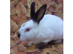 Adopt Sheana a White Californian / Mixed (short coat) rabbit in Santa Barbara
