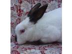 Adopt Ken a White Californian / Mixed (short coat) rabbit in Santa Barbara