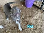 Adopt Kiwi a Gray/Blue/Silver/Salt & Pepper Catahoula Leopard Dog / Mixed dog in