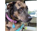 Adopt Drake a Black - with Tan, Yellow or Fawn Catahoula Leopard Dog / Mixed dog