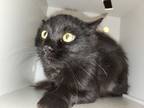 Adopt Sloane *Barn Cat* a All Black Domestic Longhair / Mixed Breed (Medium) /