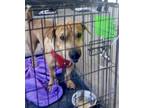 Adopt Tucker a Tan/Yellow/Fawn Shar Pei / Mixed dog in Sulphur, LA (39705086)