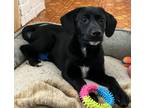 Adopt Raisin a Black Corgi / Terrier (Unknown Type, Small) / Mixed dog in West