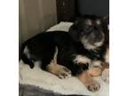 Adopt Dough a Gray/Blue/Silver/Salt & Pepper Corgi / Terrier (Unknown Type