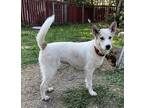 Adopt Chloe a White - with Gray or Silver Husky / Collie / Mixed dog in West St.