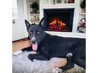 Adopt Prince a Black - with White German Shepherd Dog / Labrador Retriever /