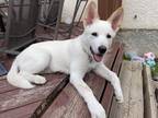 Adopt Jan a White Husky / Mixed dog in West St. Paul, MB (39704545)
