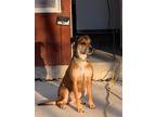 Adopt Sophia a Tan/Yellow/Fawn - with Black Shepherd (Unknown Type) / Mixed dog