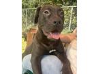 Adopt Nymphadora Tonks a Black Cane Corso / Mastiff / Mixed dog in Gainesville