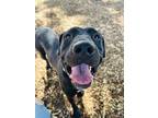 Adopt Harry Potter a Black Cane Corso / Mastiff / Mixed dog in Gainesville