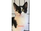 Adopt Salvatore a Black & White or Tuxedo Domestic Shorthair (short coat) cat in