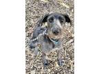 Adopt Gretchen Morgan a Black Terrier (Unknown Type, Small) / Mixed Breed