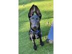 Adopt Sarah Sanderson a Black German Shepherd Dog / Mixed dog in Gainesville