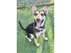 Adopt Star a Black Shepherd (Unknown Type) / Mixed Breed (Large) / Mixed dog in