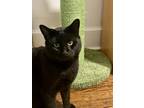 Adopt Dave a All Black Bombay / Mixed (short coat) cat in Princeton