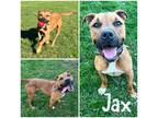 Adopt Jax a Brown/Chocolate Boxer / Mixed Breed (Medium) / Mixed (short coat)
