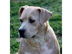 Adopt Cookie a Tan/Yellow/Fawn - with White American Pit Bull Terrier / Labrador