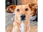 Adopt Ellie a Tan/Yellow/Fawn German Shepherd Dog / Mixed dog in Bartlett