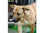 Adopt Anita a Tan/Yellow/Fawn - with White German Shepherd Dog / Mixed dog in