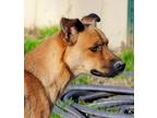 Adopt Lilibeth a Tan/Yellow/Fawn German Shepherd Dog / Mixed dog in Bartlett