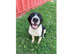 Adopt Kirby a Black - with White Terrier (Unknown Type, Medium) / Mixed dog in