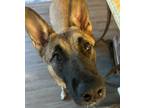 Adopt Nixi a Tan/Yellow/Fawn Belgian Malinois / Mutt / Mixed dog in San Diego